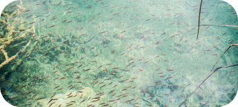 Ein Fischschwarm nahe einem Riff