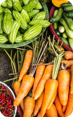 Bild mit nachhaltigen Karotten, Gurken und Zucchini